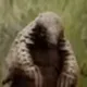 Netflix's Pangolin logo