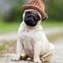Pugwifhat logo