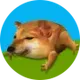 DROG logo