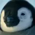 Popi the penguin logo