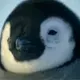 Popi the penguin logo