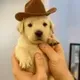 Peanut the dog logo