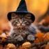 Meow logo