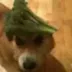 Dog Wif Broccoli logo