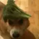 Dog Wif Broccoli logo