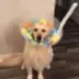 The Sweet Dog logo
