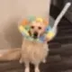 The Sweet Dog logo