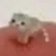 Low Quality Cat logo