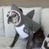 SHARK DOG logo