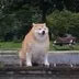 GIGA SHIBA logo