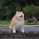 GIGA SHIBA logo