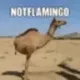 NOTFLAMINGO logo
