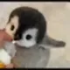 BABYPENGUIN logo