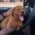 RED LAB RICKY logo