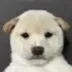 he's called pablo logo