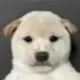 he's called pablo logo