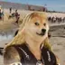 Doge the Bounty Hunter logo