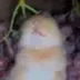 Rabbit Eating Grapes logo