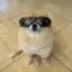 Kori The Pom logo