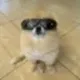 Kori The Pom logo