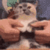 Suika the Dancing Cat logo