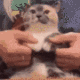 Suika the Dancing Cat logo