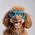 Goggles On Poodle logo