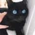 Blue Eyed Cat logo