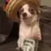 Firulais The Mexican Dog logo