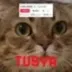 Tusya, the Tik-Tok Cat logo