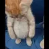CAT COIN logo
