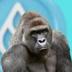 Sui Harambe logo