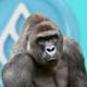 Sui Harambe logo