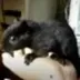 OG peanut the Squirrel logo