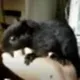 OG peanut the Squirrel logo