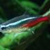 Neon tetra logo