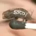 Brookesia nana logo
