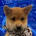 dogwifscarf logo