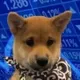 dogwifscarf logo