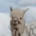 Drake Pet Llama logo