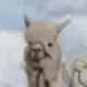 Drake Pet Llama logo