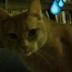 LEN SASSAMAN CAT logo