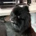 OFFICIAL DOG OF BYBIT logo