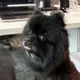 OFFICIAL DOG OF BYBIT logo