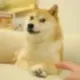 The Doge NFT logo