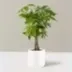 Money Tree logo