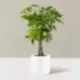 Money Tree logo