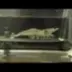 SHRIMP ON TREADMILL logo