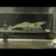 SHRIMP ON TREADMILL logo