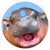 sudeng logo